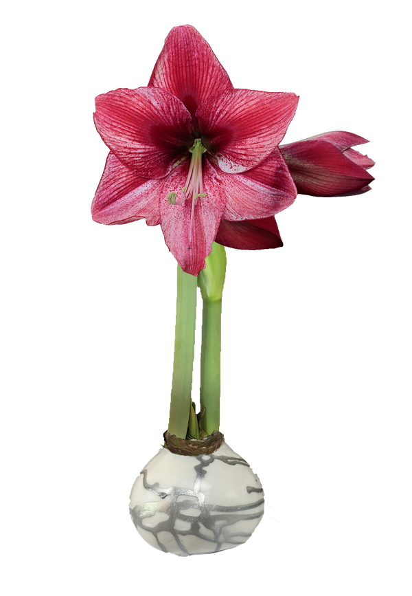 Revelation Flower White Wax Silver Lacquer Splatter Base