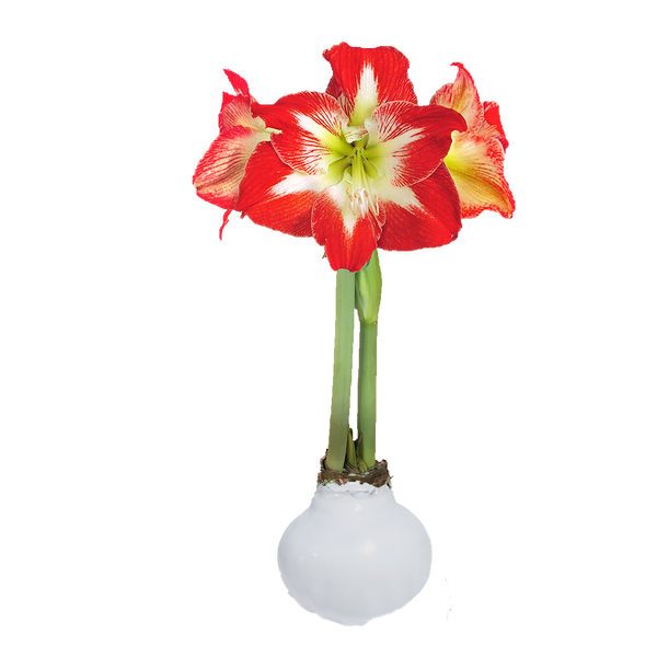 Minerva White Wax Base