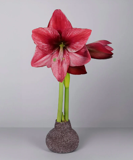Amaryllis Silver/Red Glitter