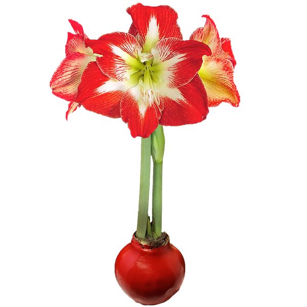 Minerva Red Wax Base